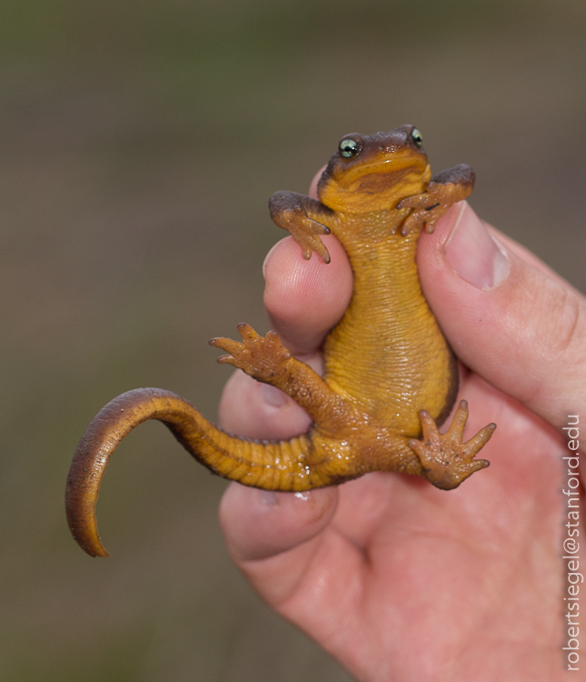 California newt